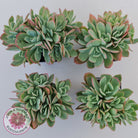 Echeveria Low Crest