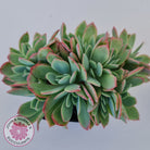 Echeveria Low Crest