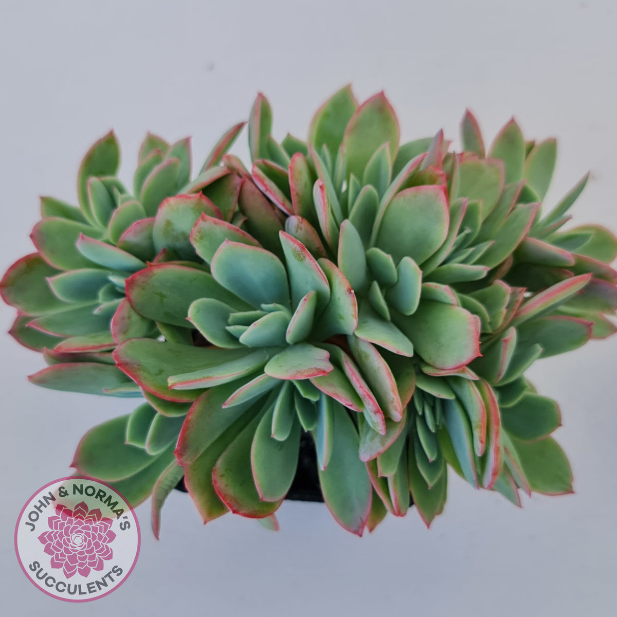 Echeveria Low Crest