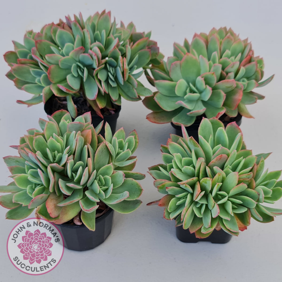 Echeveria Low Crest