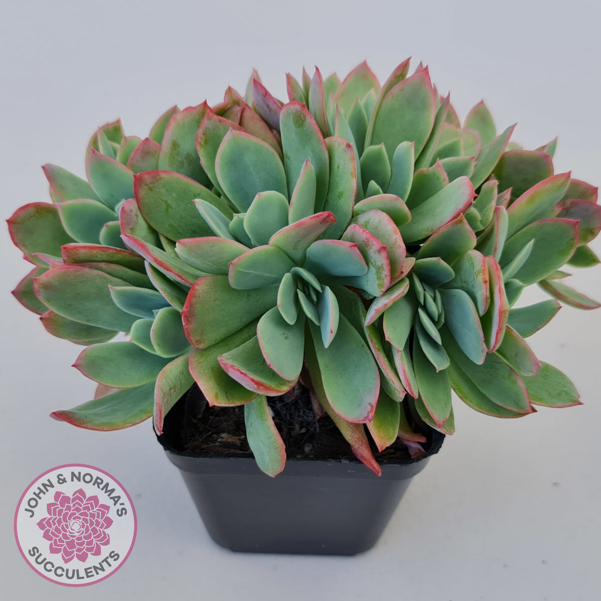 Echeveria Low Crest