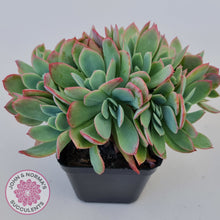 Load image into Gallery viewer, Echeveria Low Crest
