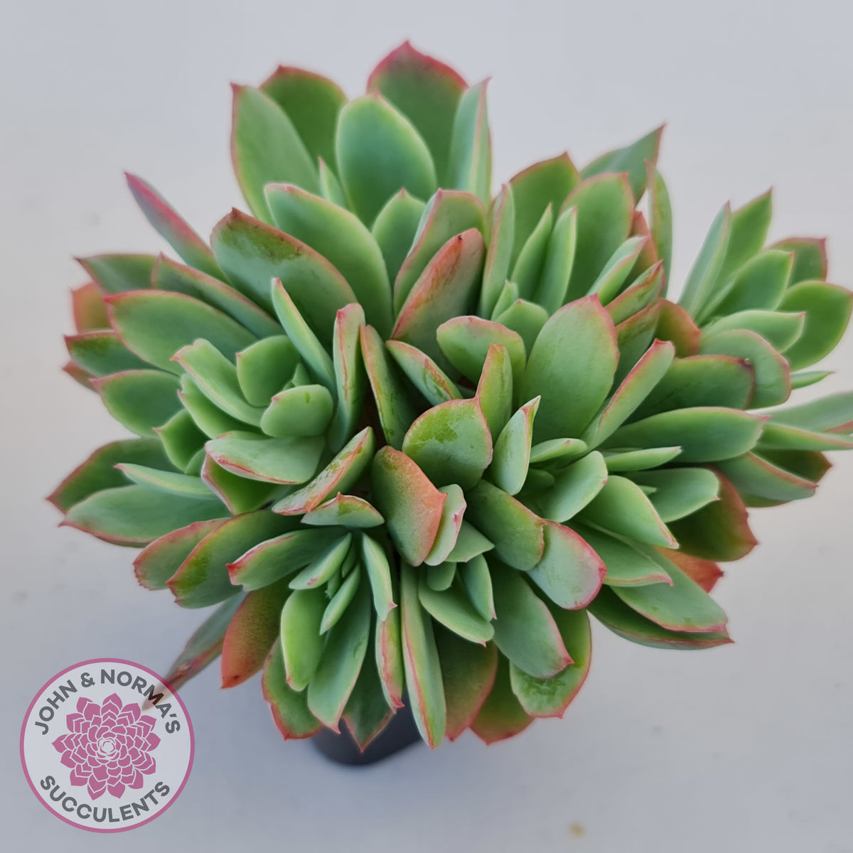 Echeveria Low Crest
