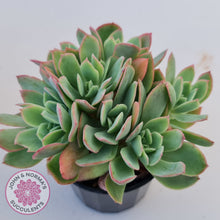 Load image into Gallery viewer, Echeveria Low Crest
