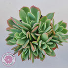 Echeveria Low Crest