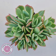 Load image into Gallery viewer, Echeveria Low Crest
