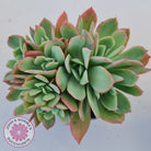 Echeveria Low Crest
