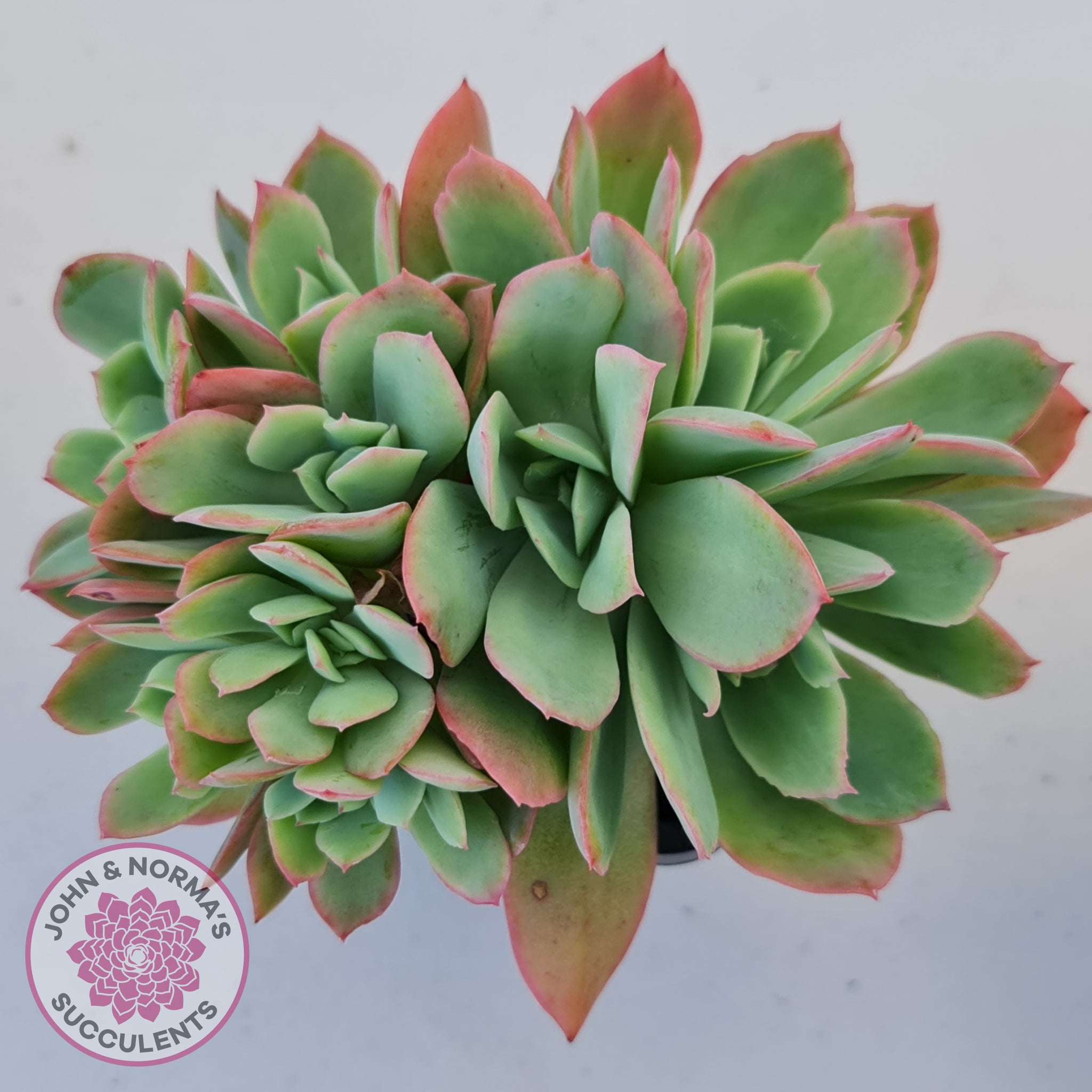 Echeveria Low Crest | John & Norma's Succulents – John & Norma's ...