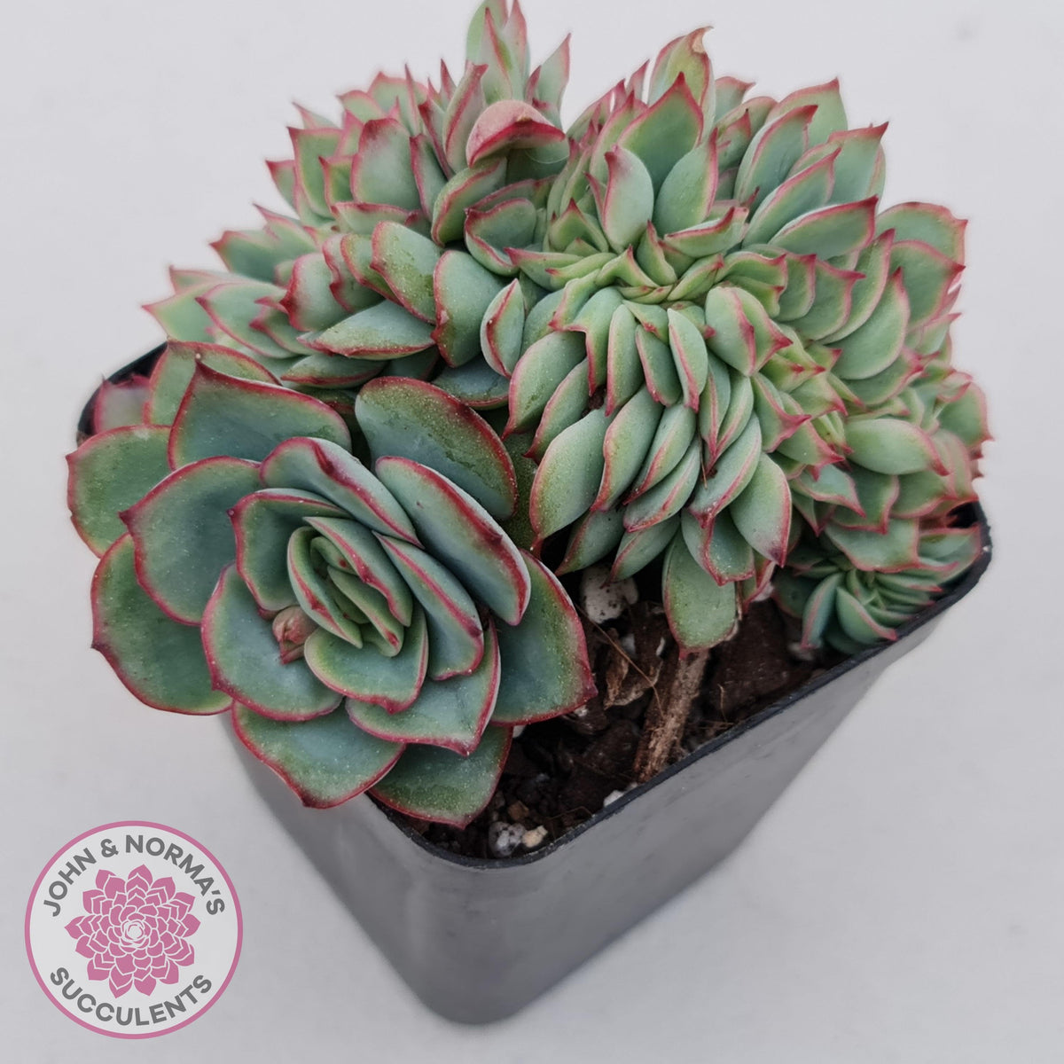 Echeveria Moon Gadnis Crest