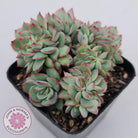 Echeveria Moon Gadnis Crest