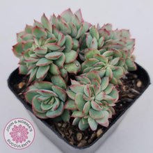 Load image into Gallery viewer, Echeveria Moon Gadnis Crest - John &amp; Norma&#39;s Succulents
