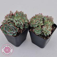 Load image into Gallery viewer, Echeveria Moon Gadnis Crest - John &amp; Norma&#39;s Succulents
