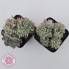 Echeveria Moon Gadnis Crest