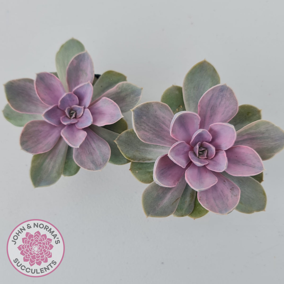 Echeveria Perle Von Nurnberg Variegata