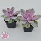 Echeveria Perle Von Nurnberg Variegata