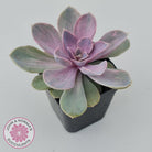 Echeveria Perle Von Nurnberg Variegata