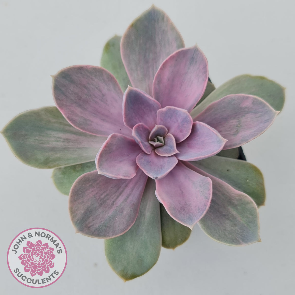 Echeveria Perle Von Nurnberg Variegata