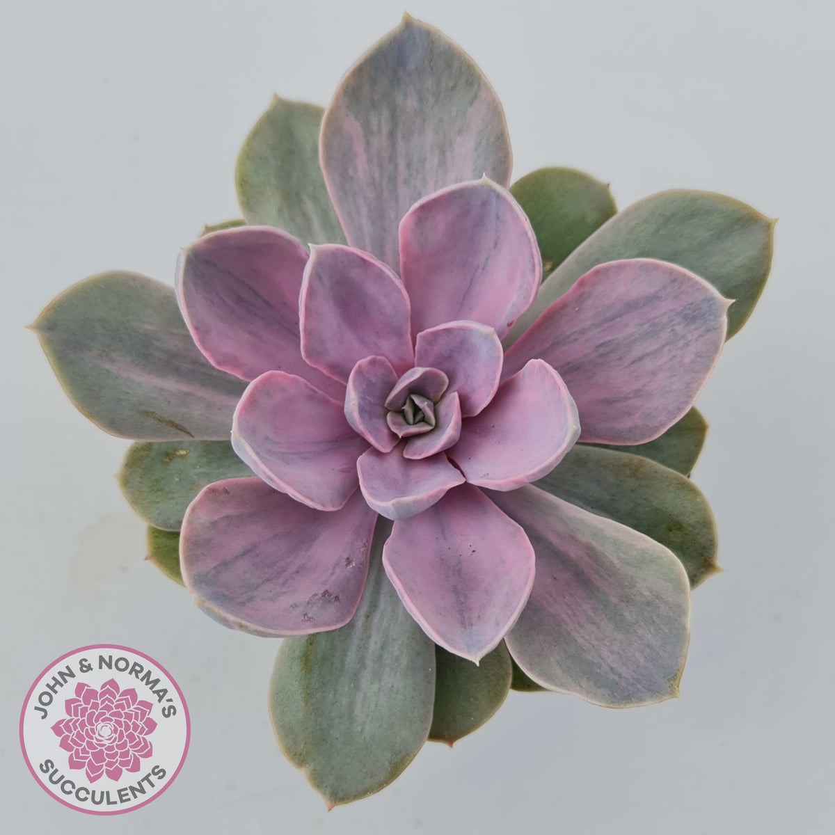 Echeveria Perle Von Nurnberg Variegata