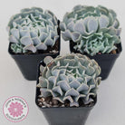 Echeveria Pinwheel Revolution
