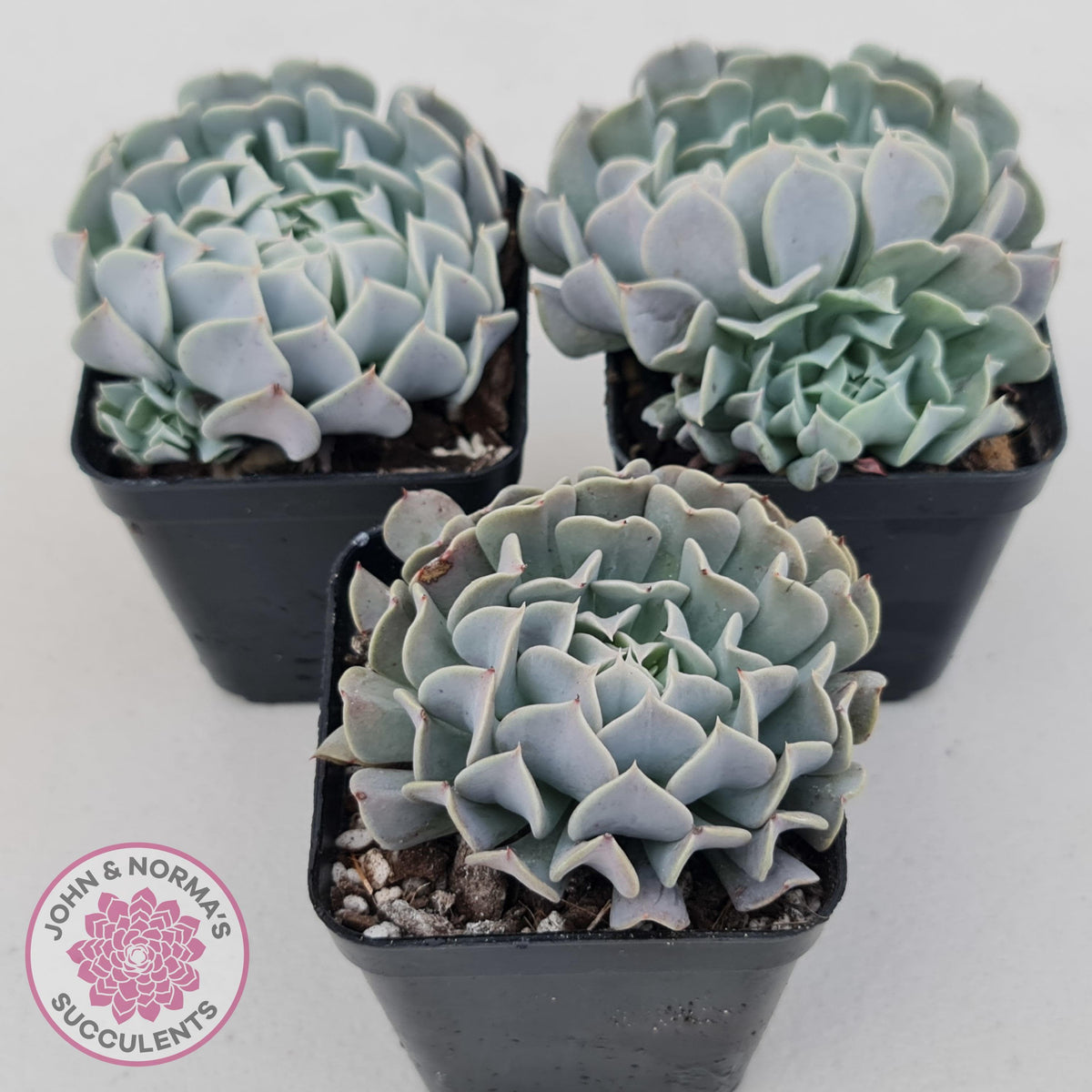 Echeveria Pinwheel Revolution
