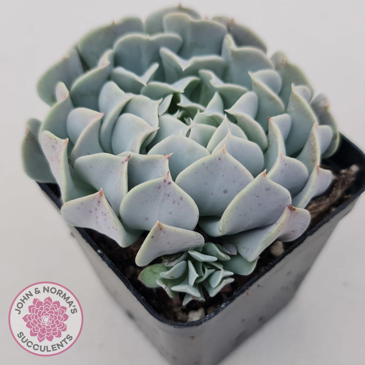 Echeveria Pinwheel Revolution