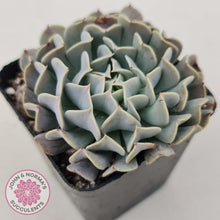 Load image into Gallery viewer, Echeveria Pinwheel Revolution - John &amp; Norma&#39;s Succulents
