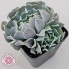 Echeveria Pinwheel Revolution
