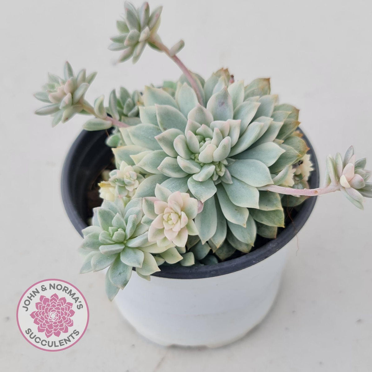 Echeveria prolifica variegata