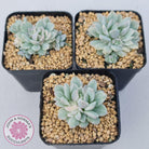 Echeveria prolifica variegata