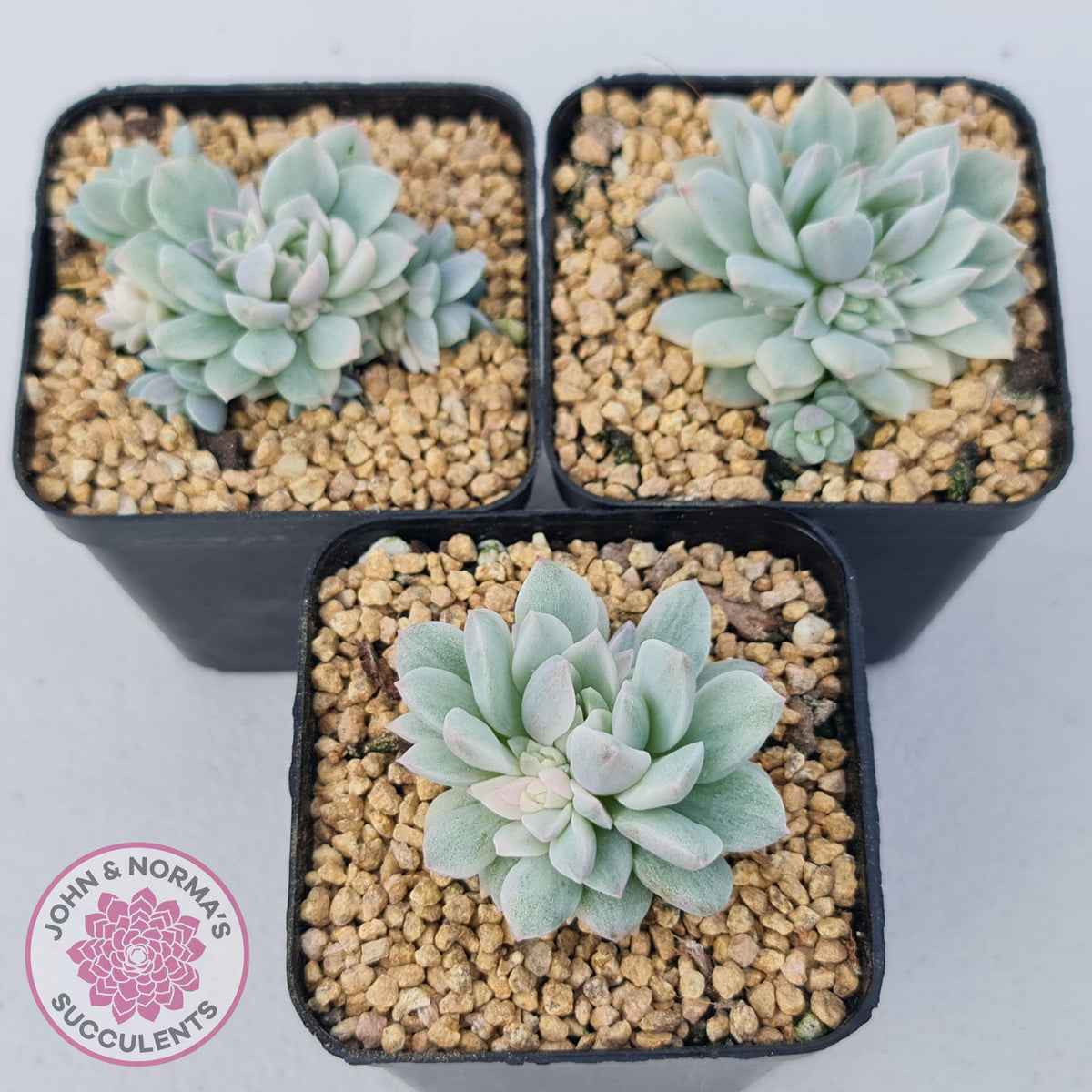Echeveria prolifica variegata