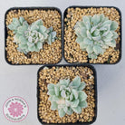Echeveria prolifica variegata