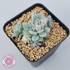 Echeveria prolifica variegata