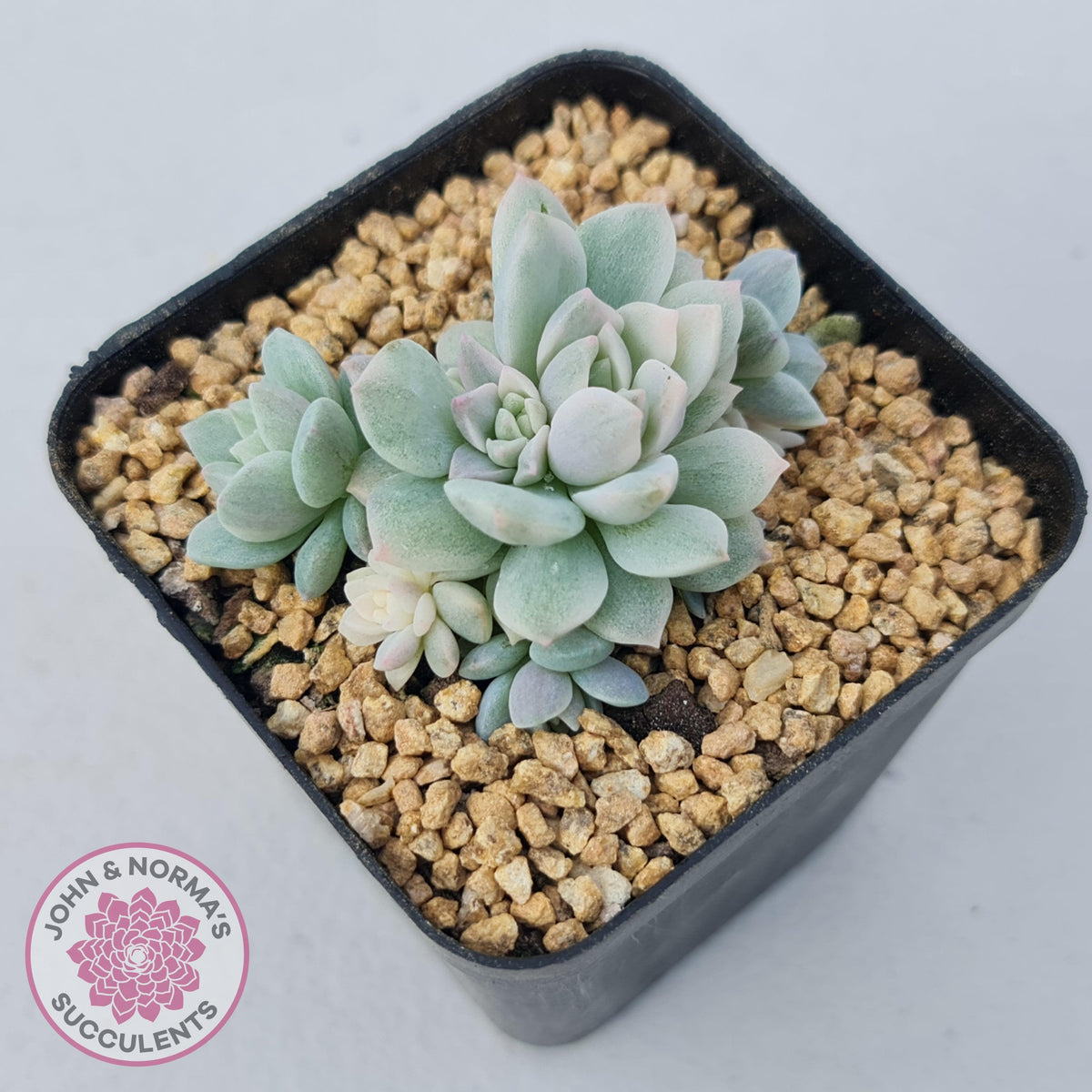 Echeveria prolifica variegata