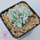 Echeveria prolifica variegata