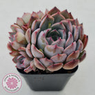 Echeveria Roulette