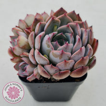 Load image into Gallery viewer, Echeveria Roulette - John &amp; Norma&#39;s Succulents
