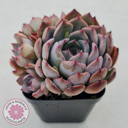 Echeveria Roulette - John & Norma's Succulents