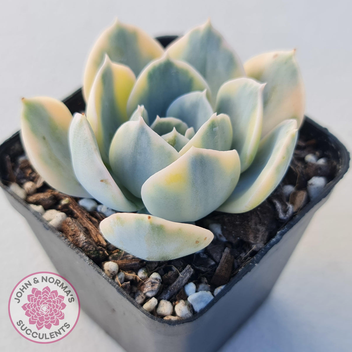 Echeveria Runyonii Variegated