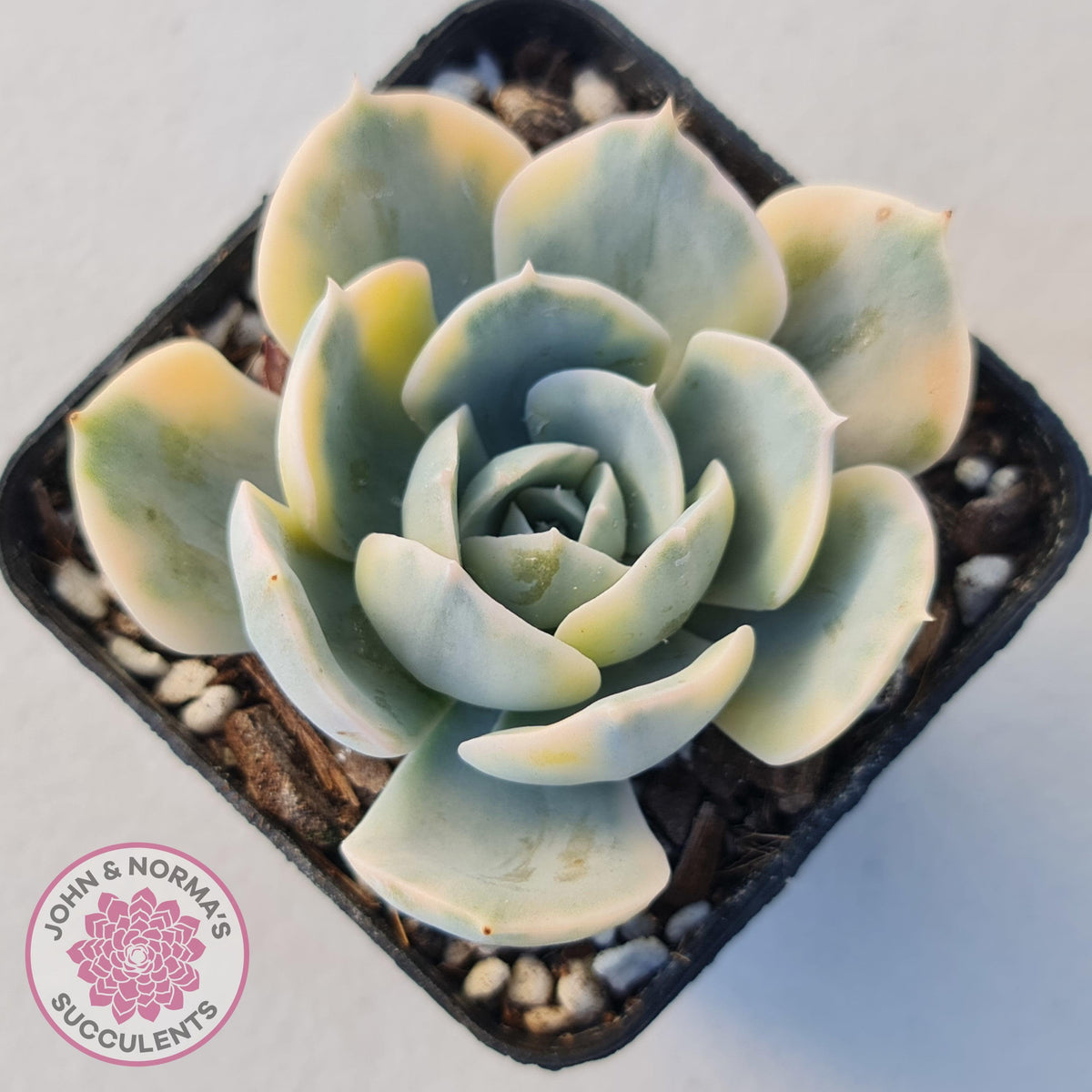 Echeveria Runyonii Variegated