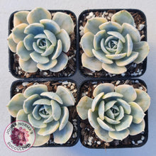 Load image into Gallery viewer, Echeveria Runyonii Variegated - John &amp; Norma&#39;s Succulents
