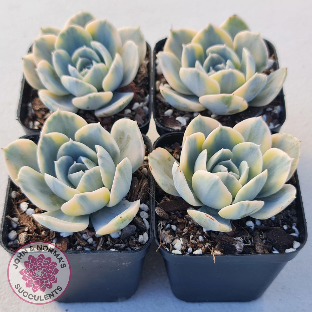Echeveria Runyonii Variegated