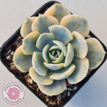 Load image into Gallery viewer, Echeveria Runyonii Variegated - John &amp; Norma&#39;s Succulents
