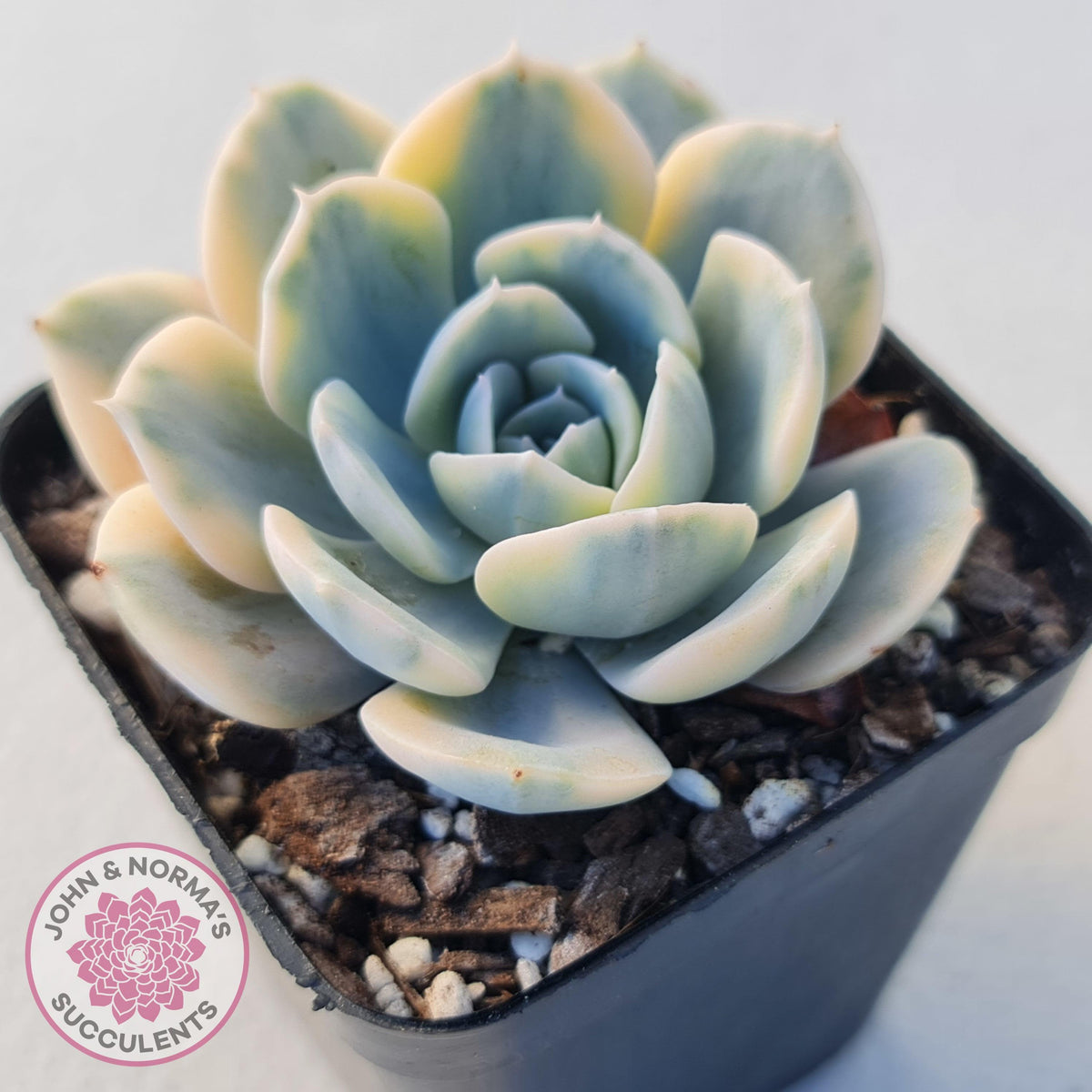 Echeveria Runyonii Variegated