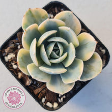 Load image into Gallery viewer, Echeveria Runyonii Variegated - John &amp; Norma&#39;s Succulents
