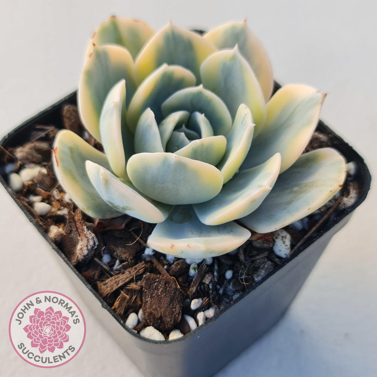 Echeveria Runyonii Variegated