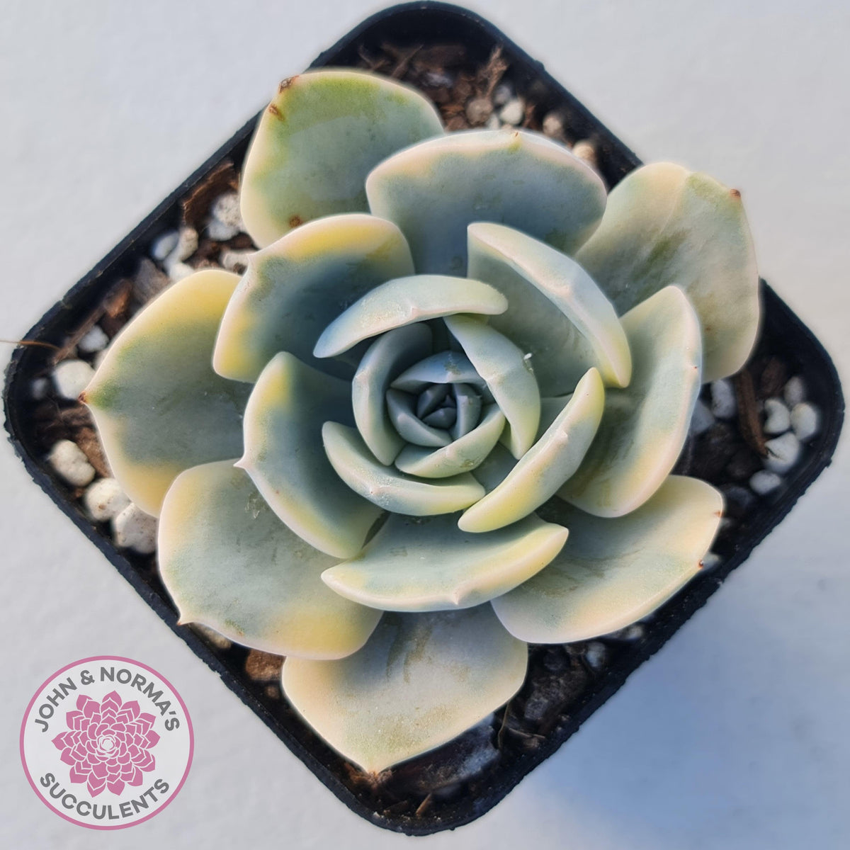 Echeveria Runyonii Variegated