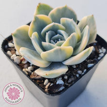 Load image into Gallery viewer, Echeveria Runyonii Variegated - John &amp; Norma&#39;s Succulents
