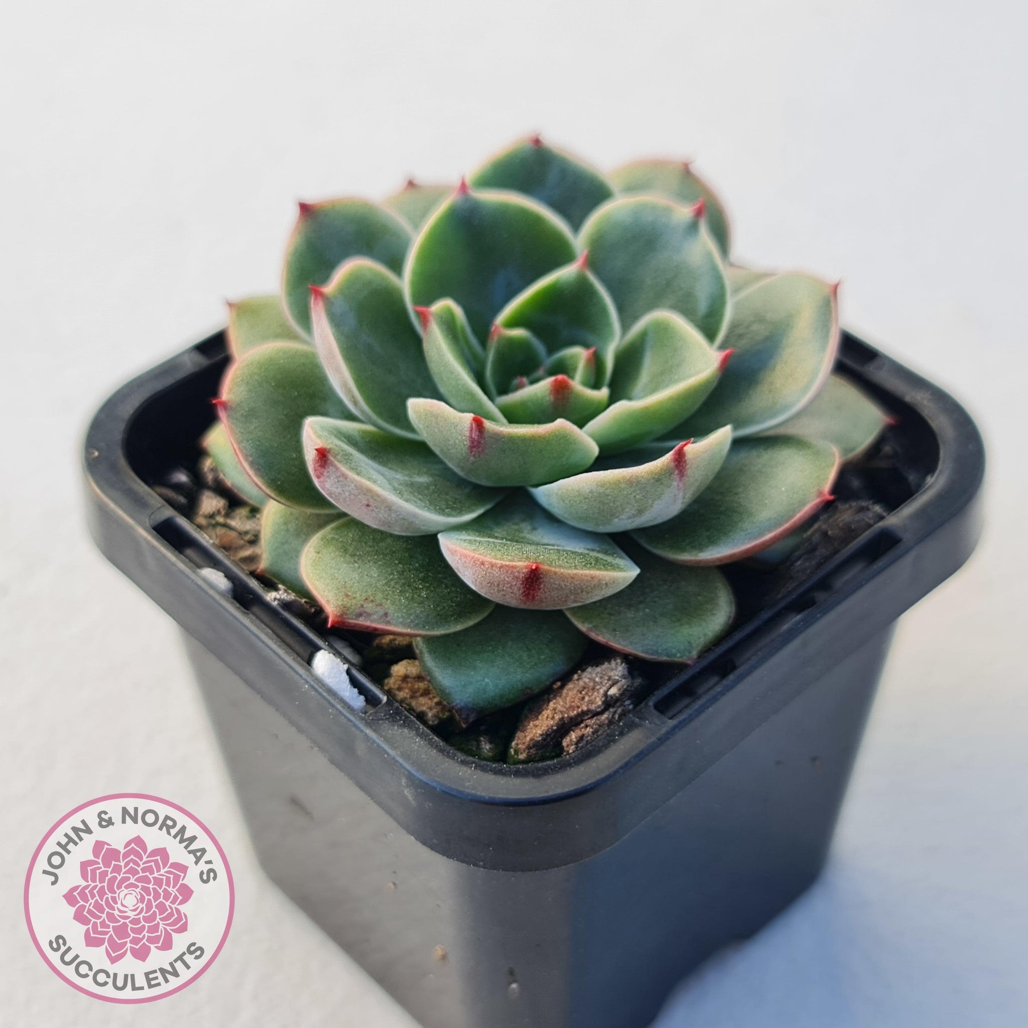 Echeveria 'Santa Lewis' | John & Norma's Succulents – John & Norma's ...