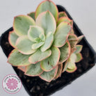Echeveria Suyon White Variegated