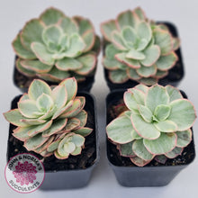 Load image into Gallery viewer, Echeveria Suyon White Variegated
